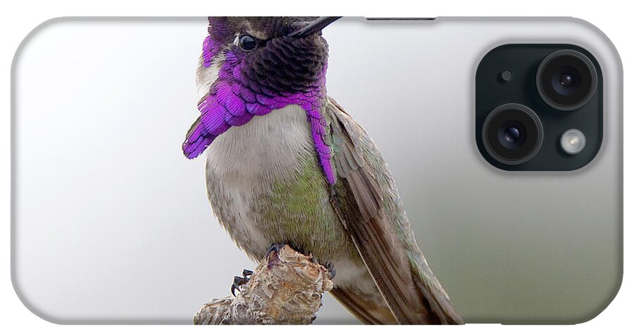 Costa's Hummingbird iPhone Case featuring the photograph Costa's Hummingbird by Dusty Wynne