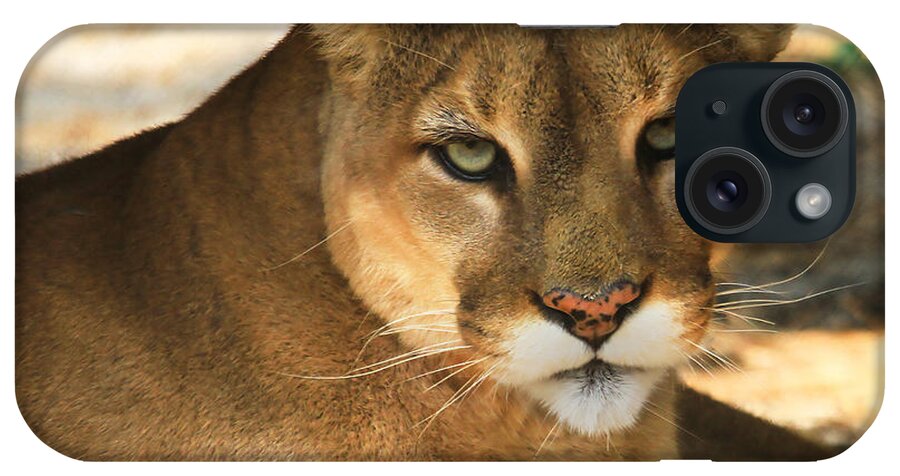 Cougar iPhone Case featuring the photograph Cougar II by Roger Becker