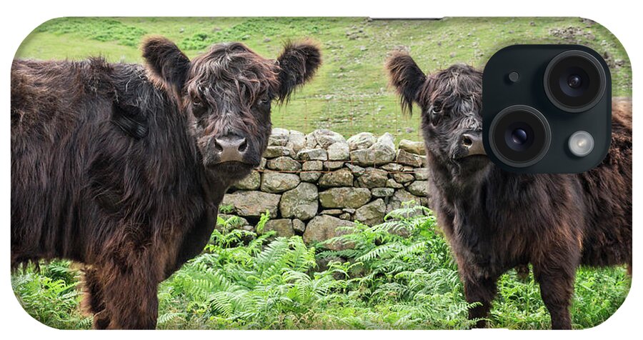 Hairy iPhone Case featuring the photograph Cows, Lake District, England by David Madison