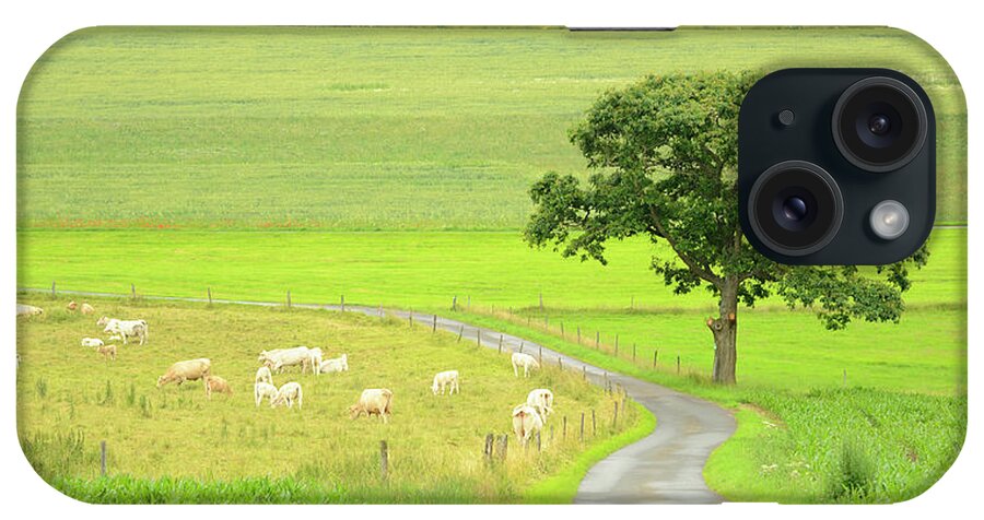 Scenics iPhone Case featuring the photograph Cows On Pasture And Oak Tree At Farm by Knaupe