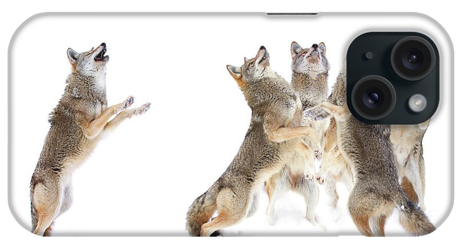 Animal Themes iPhone Case featuring the photograph Coyote Choir by Jim Cumming