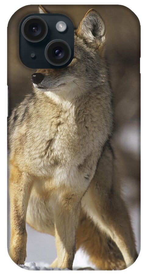 Feb0514 iPhone Case featuring the photograph Coyote Portrait In Winter Colorado by Konrad Wothe