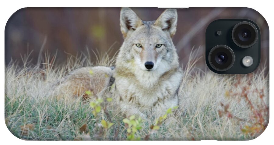Animal Themes iPhone Case featuring the photograph Coyote Relaxing by David C Stephens