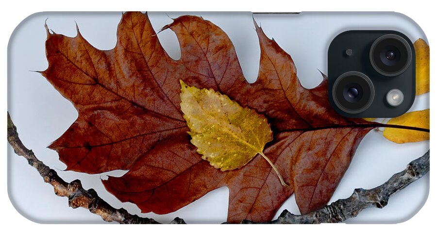 Leaves iPhone Case featuring the photograph Cradled Leaves by Michael Arend