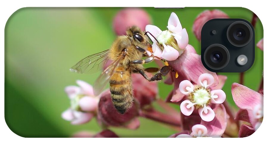 Honeybee iPhone Case featuring the photograph Crazy for Milkweed by Lucinda VanVleck