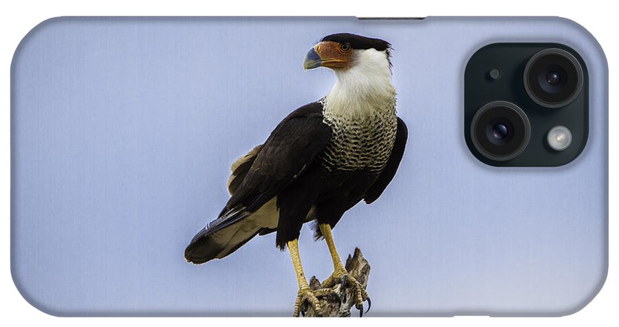 Bird iPhone Case featuring the photograph Crested Caracara by Donald Brown
