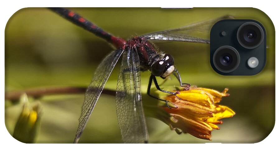 Photography iPhone Case featuring the photograph Crimson-ringed White Face Dragonfly on flower by Lee Kirchhevel