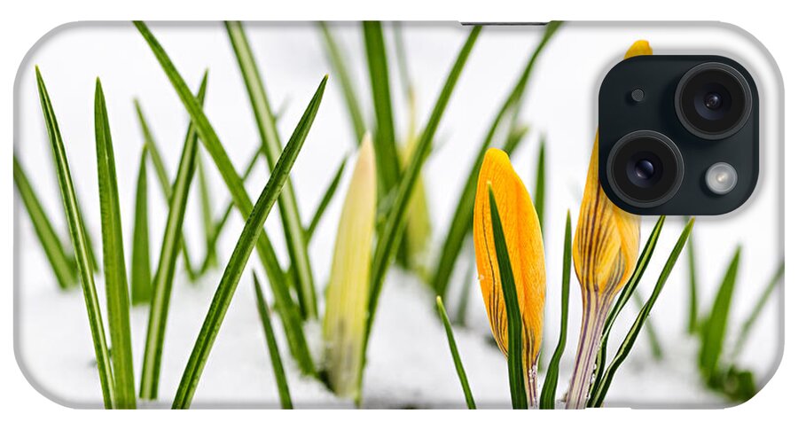 Crocus iPhone Case featuring the photograph Crocuses in snow by Elena Elisseeva