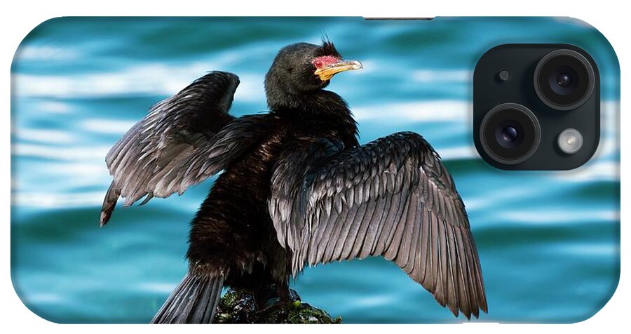 Phalacrocorax Coronatus iPhone Case featuring the photograph Crowned Cormorant Stretching Its Wings by Peter Chadwick/science Photo Library