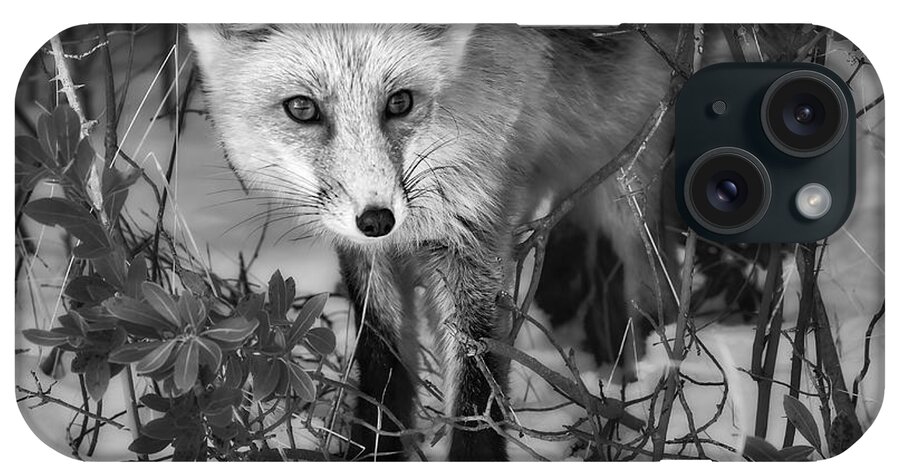 Red Fox iPhone Case featuring the photograph Curious Red Fox BW by Susan Candelario