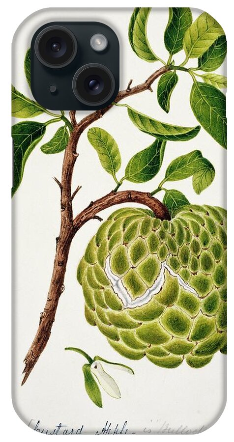 Annona Cheremoya iPhone Case featuring the photograph Custard Apple Fruit by Natural History Museum, London/science Photo Library