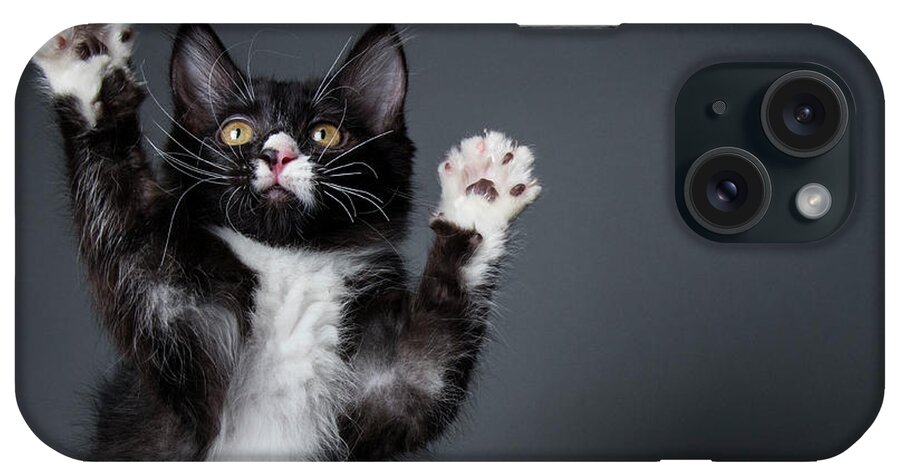 Pets iPhone Case featuring the photograph Cute Kitten Playing - The Amanda by Amandafoundation.org