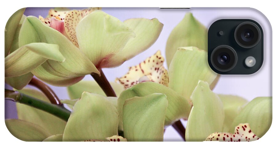 Cut-flowers iPhone Case featuring the photograph Cymbidium Orchids by Ann Murphy