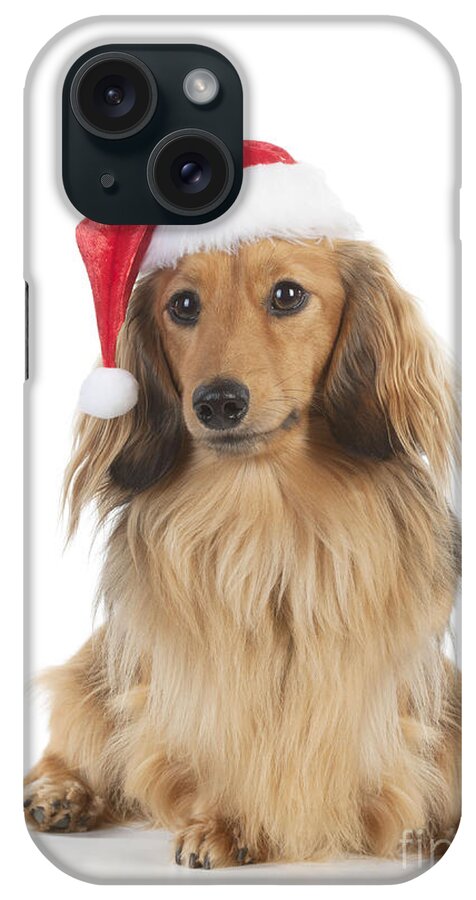 Dachshund iPhone Case featuring the photograph Dachshund In Christmas Hat by John Daniels