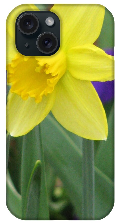 Daffodil iPhone Case featuring the photograph Daffodil 15 by Pamela Critchlow