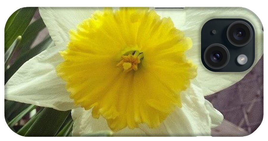 Springflowers iPhone Case featuring the photograph #daffodil #flower #spring #springflowers by Heather Hogan
