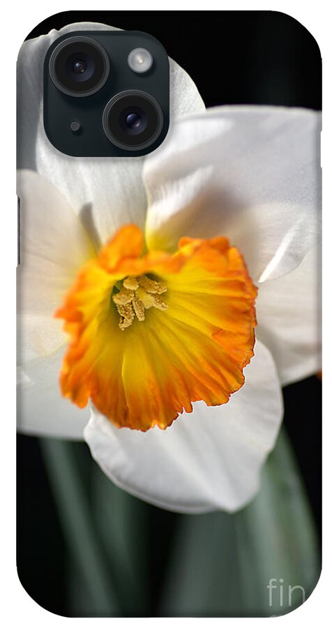 Spring iPhone Case featuring the photograph Daffodil in White by Joy Watson