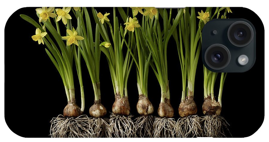 In A Row iPhone Case featuring the photograph Daffodil Plants On Black Background by William Turner