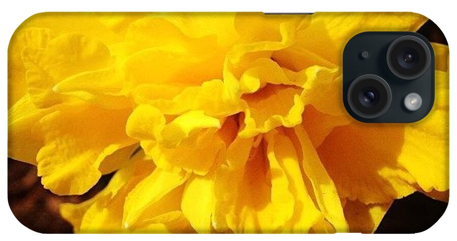 Yellow iPhone Case featuring the photograph Daffodils Are Blooming by Christy Beckwith