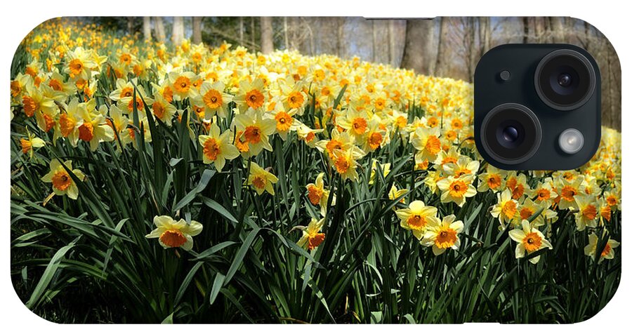 Daffodils iPhone Case featuring the photograph Daffodils by the Dozens by George Taylor