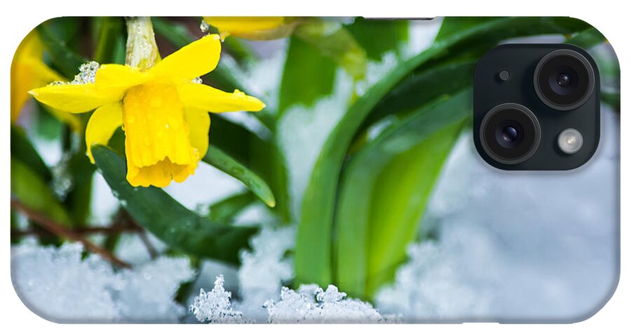 Spring iPhone Case featuring the photograph Daffodils in the Snow by Parker Cunningham