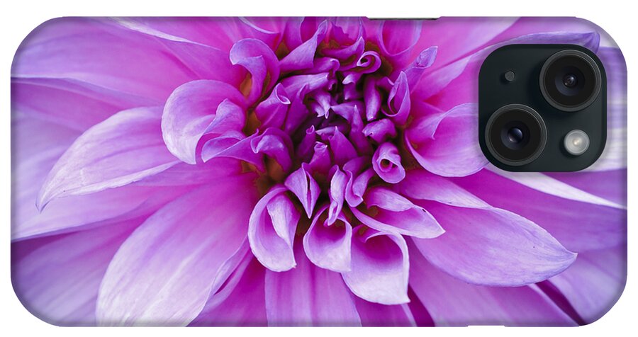 Asteraceae iPhone Case featuring the photograph Dahlia Dahling by Christi Kraft