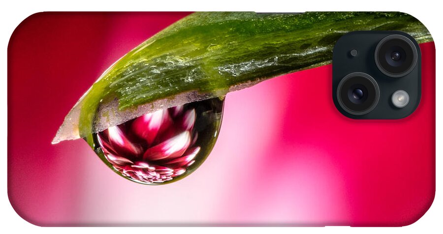 Dahlia iPhone Case featuring the photograph Dahlia Droplet by Georgette Grossman