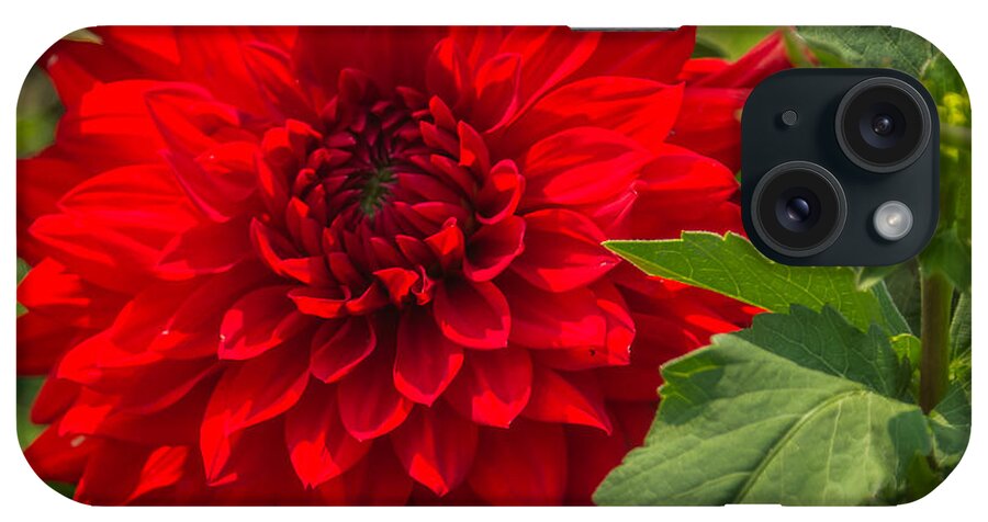 Flower iPhone Case featuring the photograph Dahlia Perfection by Jane Luxton