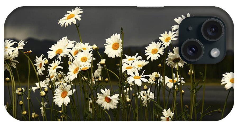 Flowers iPhone Case featuring the photograph Daisies in Storm Light by Alan Vance Ley