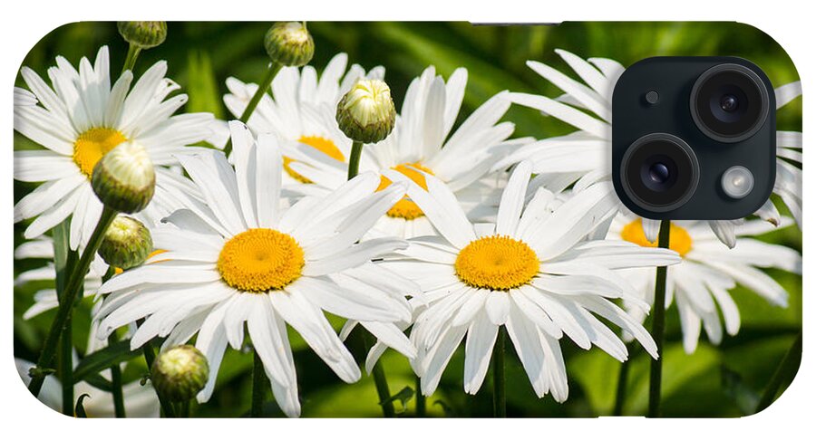 White iPhone Case featuring the photograph Daisy Delight by Bill Pevlor