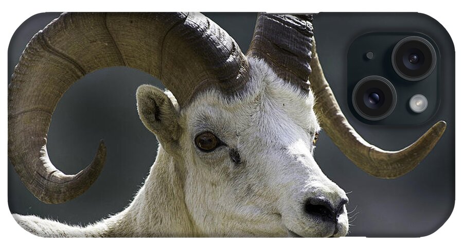 Dall Sheep iPhone Case featuring the photograph Dall Sheep Profile by Gary O'Boyle