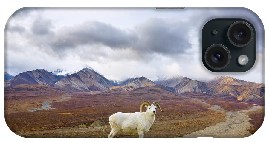 00440943 iPhone Case featuring the photograph Dalls Sheep Ram Denali National Park by Yva Momatiuk John Eastcott