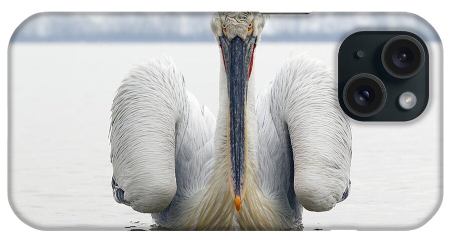 534593 iPhone Case featuring the photograph Dalmatian Pelican Lake Kerkini by Duncan Usher