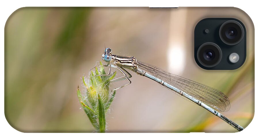 Bulgaria iPhone Case featuring the photograph Damselfly by Jivko Nakev