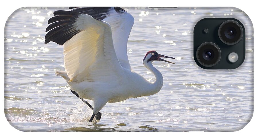 Whooping Crane iPhone Case featuring the photograph Dancing For My Lady by Tony Beck