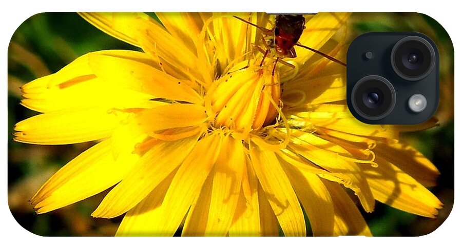 Macro iPhone Case featuring the photograph Dandelion and Bug by Pete Trenholm