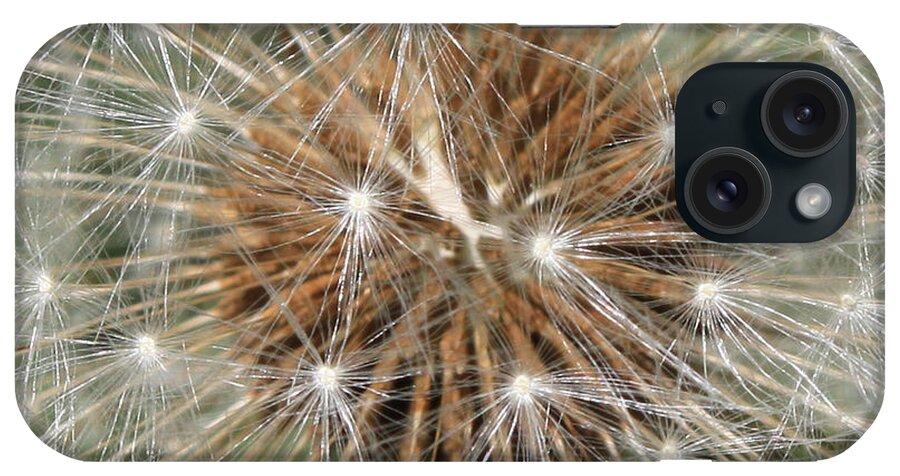 Dandelion iPhone Case featuring the photograph Dandelion Square by Carol Groenen
