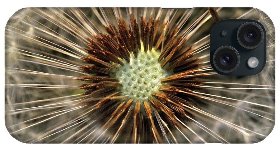 Angiosperm iPhone Case featuring the photograph Dandelion (taraxacum Sp.) Seed Head by Colin Varndell/science Photo Library