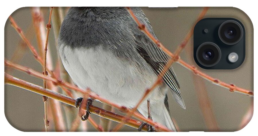Dark-eyed Junco iPhone Case featuring the photograph Dark-eyed Junco by Judy Genovese
