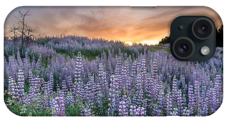 Lupine iPhone Case featuring the photograph Dawn of Lupine by Greg Nyquist