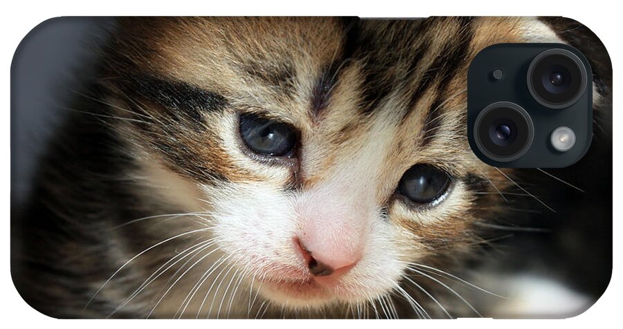 Kitten iPhone Case featuring the photograph Daydreamer Kitten by Terri Waters