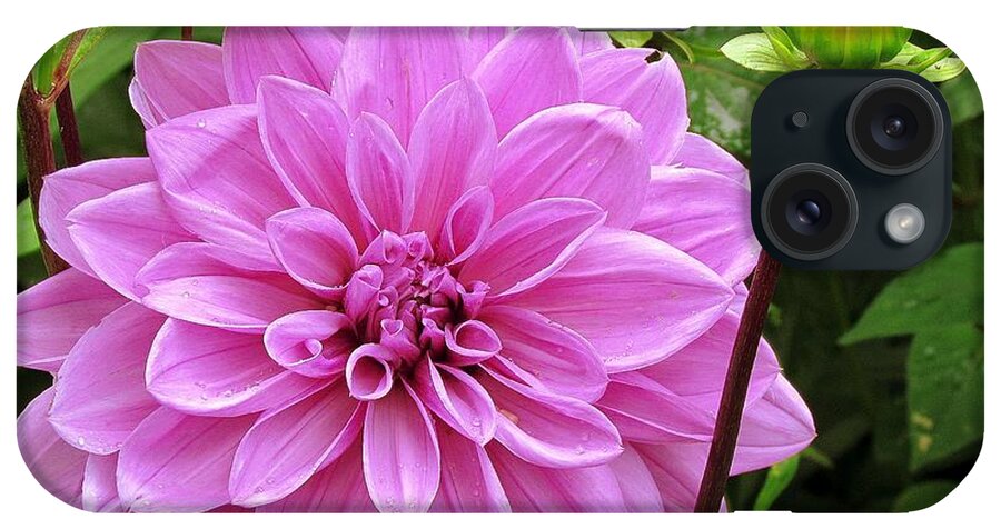 Flowers iPhone Case featuring the photograph Decadent Dahlia  by Elizabeth Dow