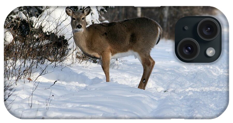 Deer iPhone Case featuring the photograph Deep in the Woods by Larry Trupp