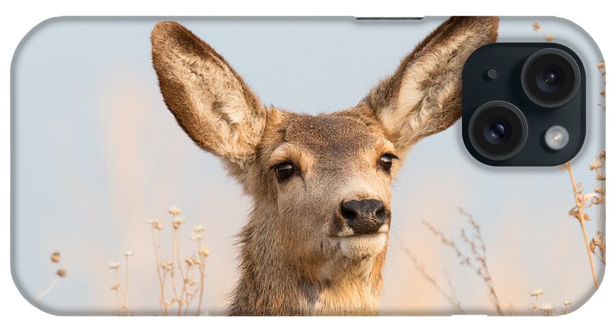 Deer iPhone Case featuring the photograph Deer Doe Takes in the Sun by Tony Hake