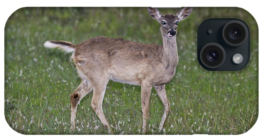 Alarmed iPhone Case featuring the photograph Deer In Headlights by Anthony Mercieca