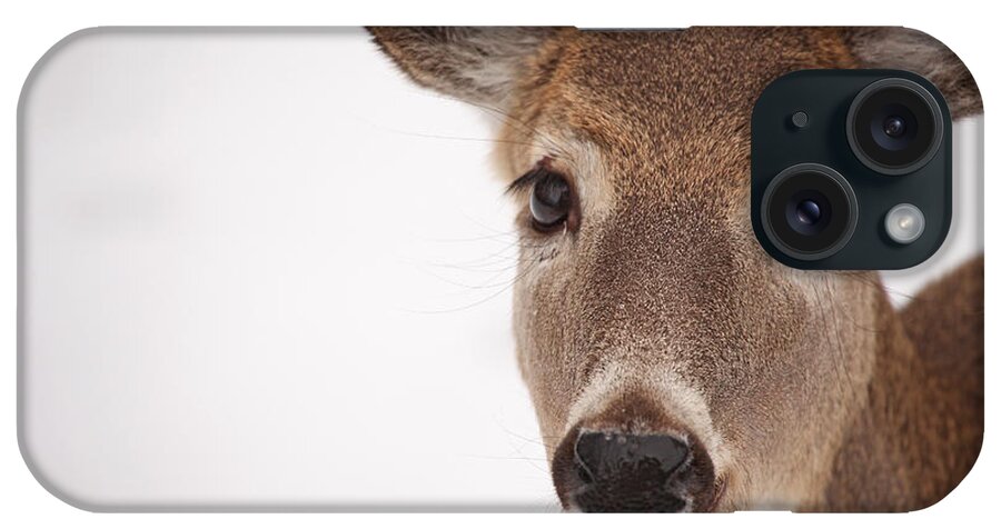 Deer iPhone Case featuring the photograph Deer Talk by Karol Livote