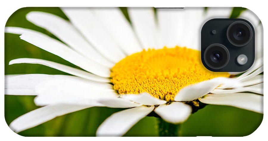 Background iPhone Case featuring the photograph Delicate Daisy by Teri Virbickis