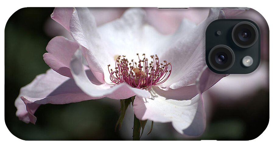 Rose iPhone Case featuring the photograph Delicate Pink by Sharon Elliott