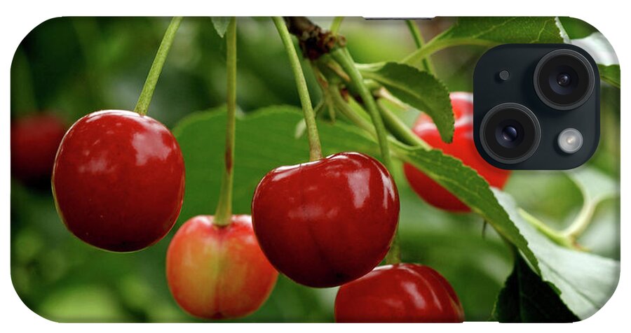 Cherry iPhone Case featuring the photograph Delicious Cherries by Sandy Keeton