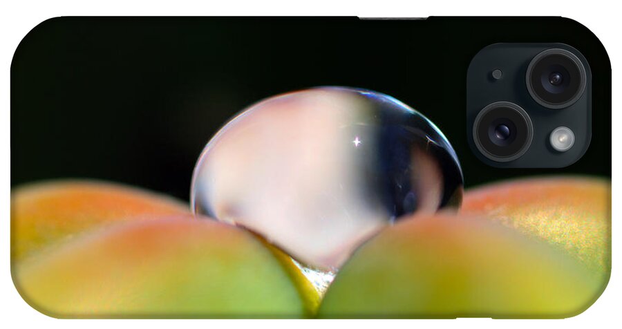 Dew iPhone Case featuring the photograph Dew on Cactus by Joe Schofield